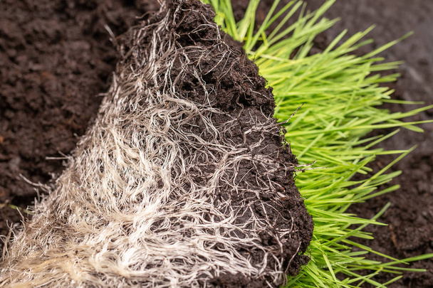 Close-up van met elkaar verweven wortelstok in een grond van groen gras vitgrass. Concept van kunstmest en gezonde voedingssupplementen voor mens en dier. - Foto, afbeelding