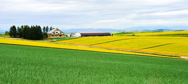 Beautiful rural scenery at summer day  - Photo, Image