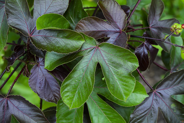 Close up of Castor plant. - Foto, afbeelding