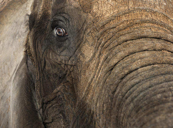 Egy afrikai elefánt közelről - Fotó, kép