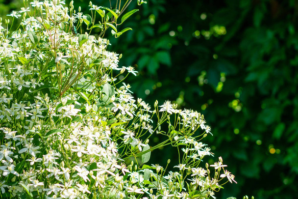 small bindweed flowers on foliage background - Photo, image
