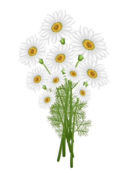 A Lovely Fresh Chamomile Bouquet in White Background - Vector, Image