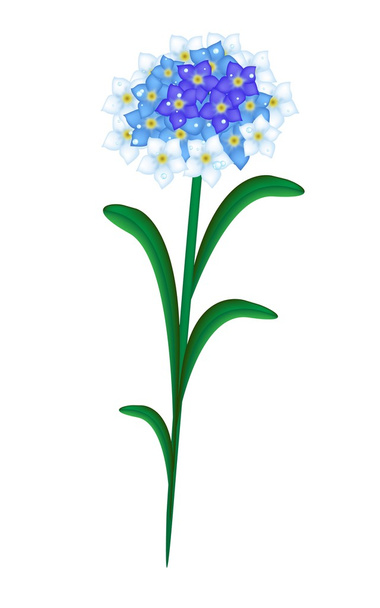 Forget Me Not Flowers on White Background - Vector, Image