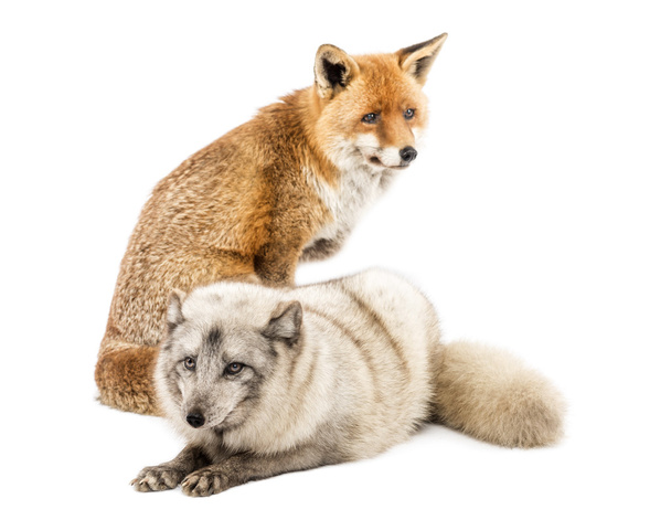 Renard roux, Vulpes vulpes, assis et renard arctique, Vulpes lagopus
, - Photo, image