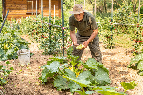 L'uomo anziano sta raccogliendo zucchine bianche di midollo biologico nell'orto, raccolta estiva di verdure
. - Foto, immagini