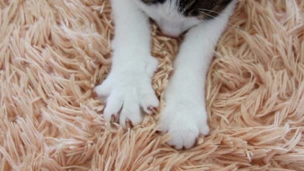 Grazioso gatto bianco grigio a strisce sonnolente con zampe carine massaggia la sua coperta rosa con la gioia di nidificare e dormire
. - Filmati, video