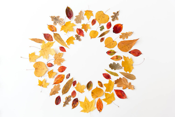 round frame of different dry fallen autumn leaves - Foto, imagen