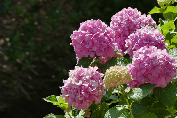 Розовые гортензии в полном расцвете в саду на Корфу
 - Фото, изображение
