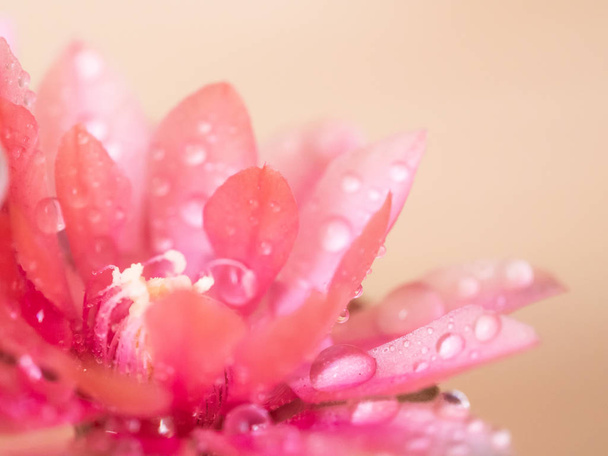 Flor rosa com fundo gotas de água
 - Foto, Imagem