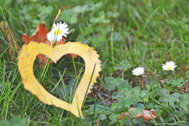 Una hoja amarilla de otoño en forma de corazón se encuentra en un escalón de hierro mientras el sol brilla en la hoja - concepto para el amor al otoño y los colores coloridos de esta temporada
  - Foto, Imagen