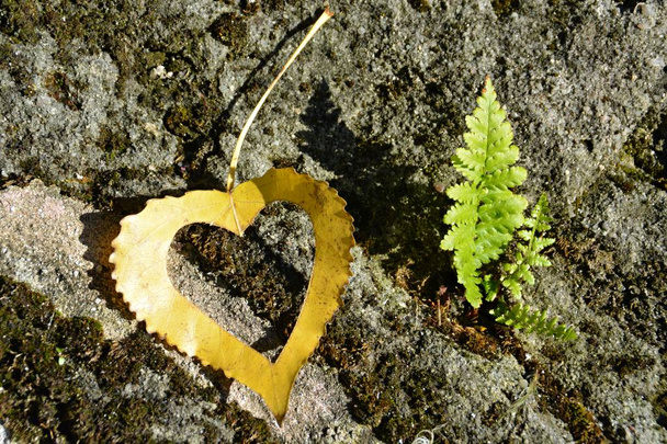 Una hoja amarilla de otoño en forma de corazón se encuentra en un escalón de hierro mientras el sol brilla en la hoja - concepto para el amor al otoño y los colores coloridos de esta temporada
  - Foto, Imagen