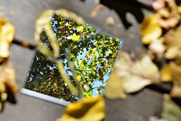 Frammenti di specchio si trovano tra foglie autunnali colorate e riflettono il cielo così come parti del fogliame concetto con specchi e foglie autunnali
 - Foto, immagini
