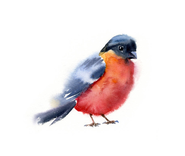 Watercolor sitting bullfinch bright red and black bird seasonal winter colorful hand painted winter illustration small creature isolated on white background design elements - Photo, image