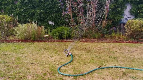 Automatyczny opryskiwacz ogrodowy podlewanie trawnika, podstawowy sprzęt ogrodniczy, natryskiwanie wody na podwórku - Materiał filmowy, wideo