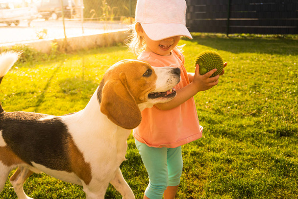 Giovane 12-18 mesi caucasico neonata giocare con beagle cane in giardino
. - Foto, immagini