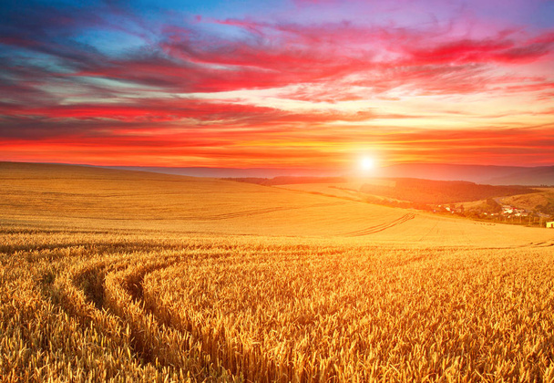 Impressionante pôr do sol dramático sobre o campo de trigo maduro
 - Foto, Imagem