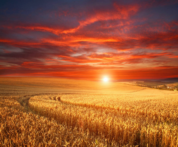 Imponujący dramatyczny zachód słońca nad polem dojrzałej pszenicy - Zdjęcie, obraz