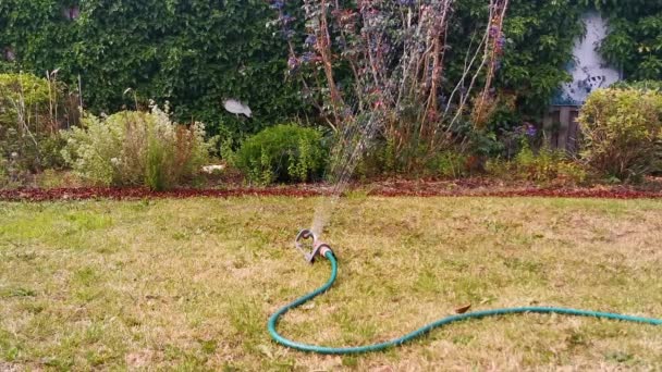 Bewässerung des Rasens mit einem automatischen Gartensprüher, Nahaufnahme eines Wassersprengers, Wasserspritzen im Hinterhof - Filmmaterial, Video