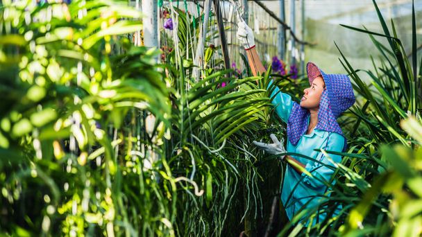 Młoda kobieta pracownik dba o kwiat orchidei w ogrodzie. Rolnictwo, Orchidea uprawy plantacji. Orchidaceae - Zdjęcie, obraz
