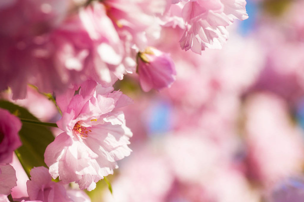 beautiful closeup sakura flowers. natural background. picture with soft focus - Valokuva, kuva
