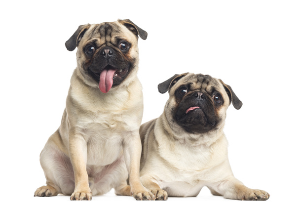 Two pugs sticking the tongue out, isolated on white - Valokuva, kuva