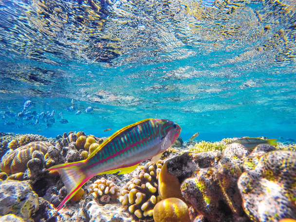 barevné korálové útesy a jasné ryby - Fotografie, Obrázek