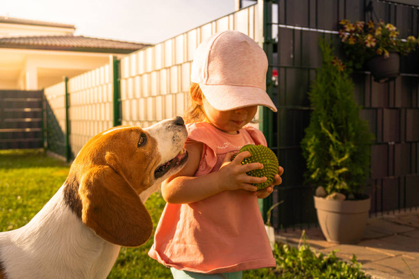 Joven 12-18 meses caucásico bebé niña jugando con beagle perro en el jardín
. - Foto, imagen