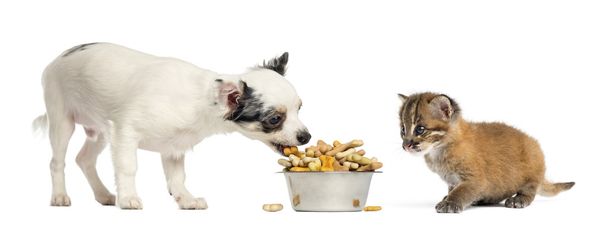 Chihuahua pentu syö kulhoon ja Aasian kultainen kissa, eristää
 - Valokuva, kuva