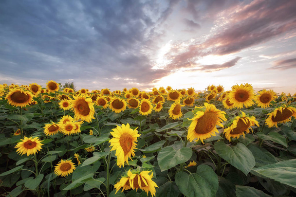 letní krajina. slunečné pole slunečnic při západu slunce - Fotografie, Obrázek