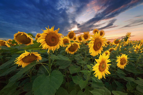 Yaz manzarası. Günbatımında güneşli ayçiçeği tarlası - Fotoğraf, Görsel