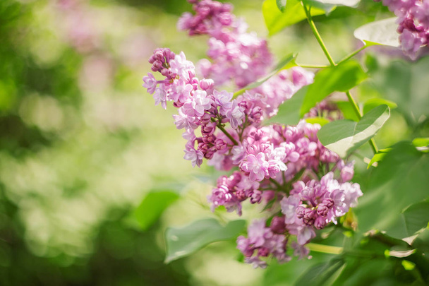 closeup lilac flower. picture with soft focus and space for text. natural sring summer background. - Fotografie, Obrázek