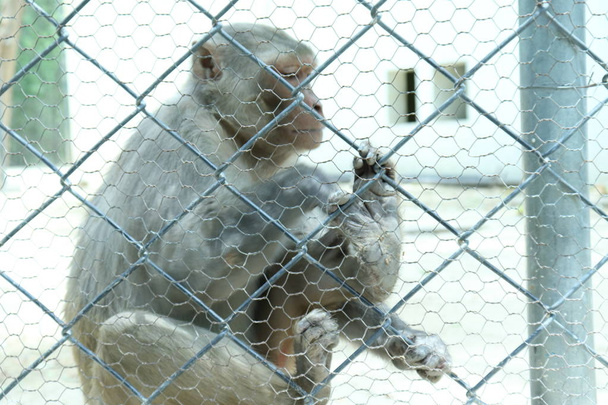 Мавпи розумні соціальні тварини
. - Фото, зображення
