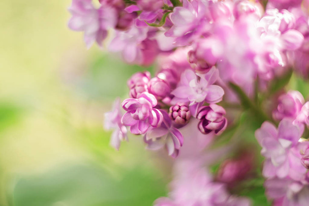 closeup lilac flower. picture with soft focus and space for text. natural sring summer background. - Valokuva, kuva