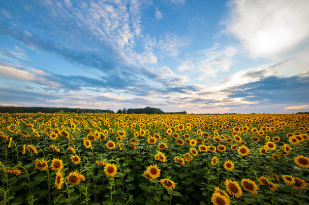 summer landscape. sunny field of sunflowers on sunset - Photo, Image