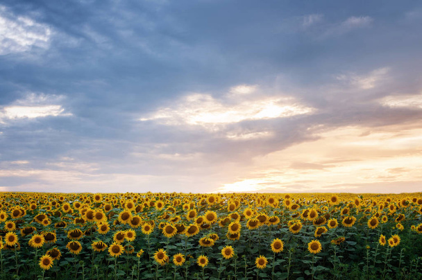 Yaz manzarası. Günbatımında güneşli ayçiçeği tarlası - Fotoğraf, Görsel