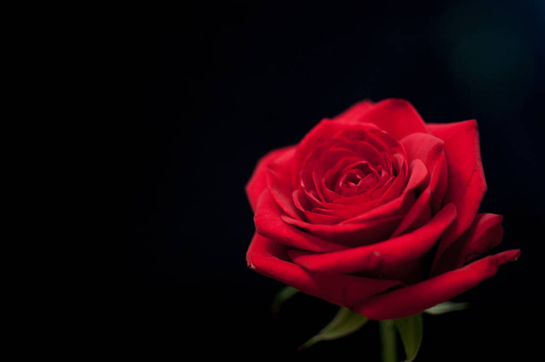 Single red rose highlighted against a black background - Photo, image
