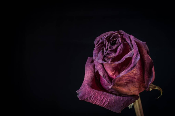 Одна старая мертвая роза на черном фоне
 - Фото, изображение