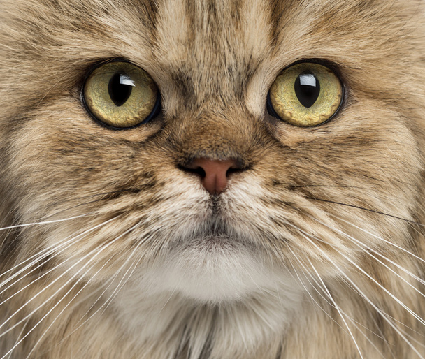 Close-up of a British Longhair - Photo, Image