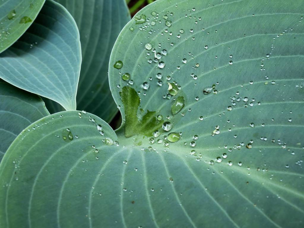 Gotas de água mantidas em tensão superficial na folha de uma planta Halcyon Hosta
 - Foto, Imagem