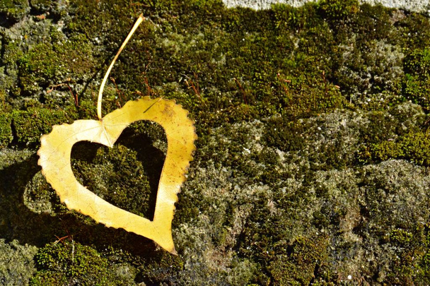 Żółty jesienny liść w kształcie serca leży na kroku żelaza, jak słońce świeci na liść-koncepcja miłości do jesieni i kolorowych kolorach tego sezonu  - Zdjęcie, obraz