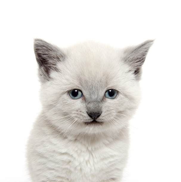 Cute kitten on white - 写真・画像