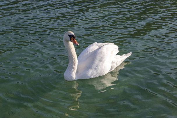 Swan in a Lake - Photo, Image