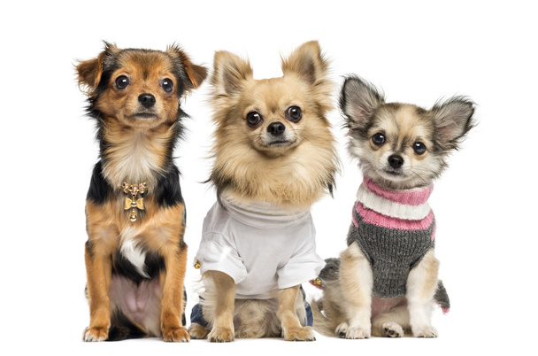 Grupo de Chihuahuas vestida, isolado em branco
 - Foto, Imagem