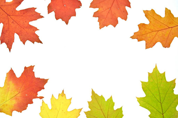 Un dégradé en feuilles d'automne du vert au rouge isolé sur un fond blanc - Couleurs automnales à travers les feuilles d'automne sur fond blanc avec espace pour le texte et les objets
 - Photo, image