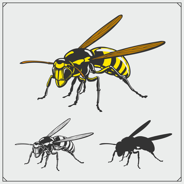 Set of Wasp illustration and silhouette. Dangerous stinging insects collection. Print design for t-shirt. - Вектор, зображення