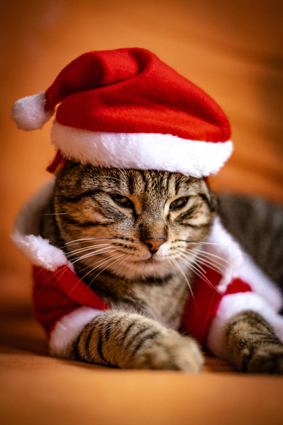 Kot ubrany jako Święty Mikołaj - Zdjęcie, obraz