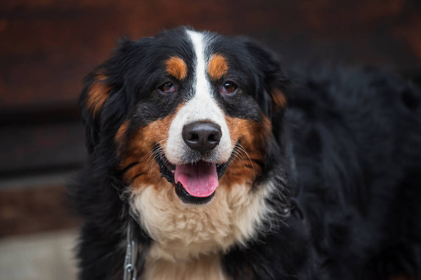 adorabile grande cane da montagna bernese
 - Foto, immagini
