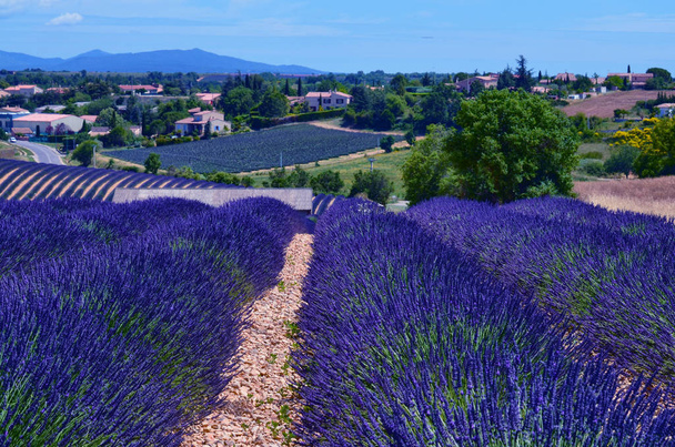 France, Provence, Valensole - 写真・画像