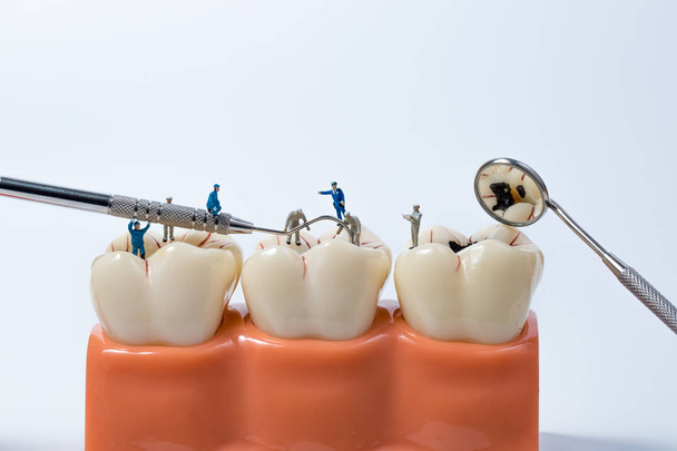 People to clean tooth model on white background,miniature - Photo, Image