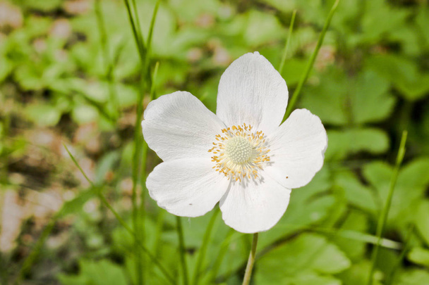 Las flores blancas del bosque - la anémona rara vegetal de madera. Planta medicinal venenosa (Anemone sylvestris
) - Foto, Imagen